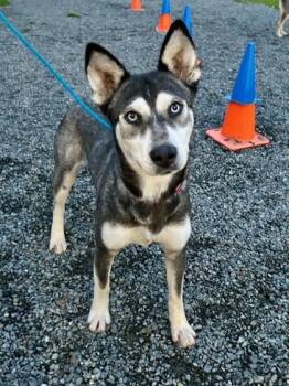 Rescue Husky and Mixed Breed Dogs for Adoption in Everett, Washington - Eleanor | PetCurious