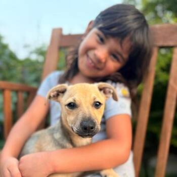 Chihuahua and Pit Bull Terrier Dogs Available for Adoption in Friendswood, Texas - Stella Bella | PetCurious