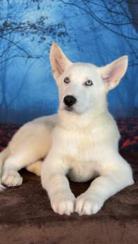 Ghost -  Siberian Husky and German Shepherd Dog Dog for Adoption in Avon, Connecticut - Ghost | PetCurious