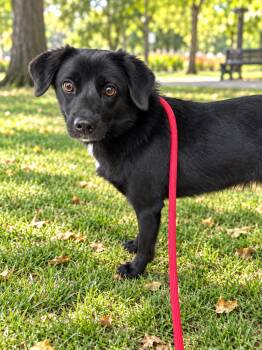 Pearl -  Mixed Breed Dog for Adoption in Markham, Ontario - Pearl | PetCurious