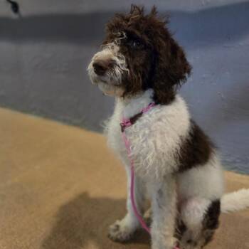 Standard Poodle and Labrador Retriever Dogs Available for Adoption - Rumi | PetCurious
