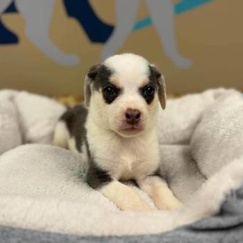 Leonard -  Chihuahua and Mixed Breed Dog for Adoption - Leonard | PetCurious