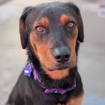 Rescue Rottweiler and Mixed Breed Dogs for Adoption in San Francisco, California - Rocki | PetCurious