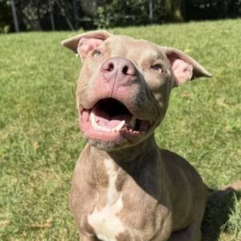 Steven -  Pit Bull Terrier Dog for Adoption in Dayton, Ohio - Steven | PetCurious