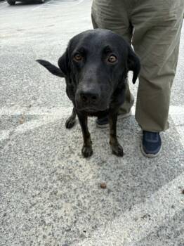 Shepherd Dogs Available for Adoption - Walter | PetCurious