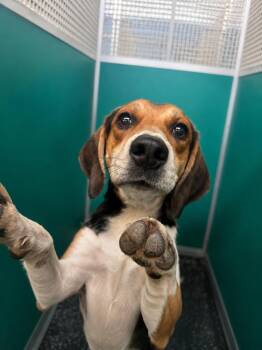 Beckett- Just a boy hoping to be chosen. -  Hound and Beagle Dog for Adoption in Conway, South Carolina - Beckett- Just A Boy Hoping To Be Chosen. | PetCurious
