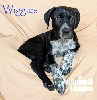 Australian Cattle Dog Blue Heeler and Labrador Retriever Dogs Available for Adoption in Groveland, Florida - Wiggles | PetCurious