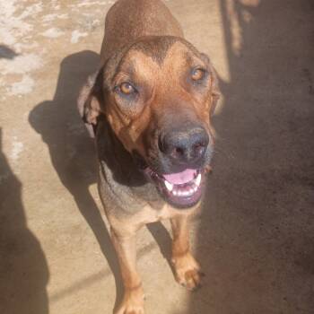 Rescue Cane Corso and Labrador Retriever Dogs for Adoption in Batson, Texas - Bonnie Barker | PetCurious