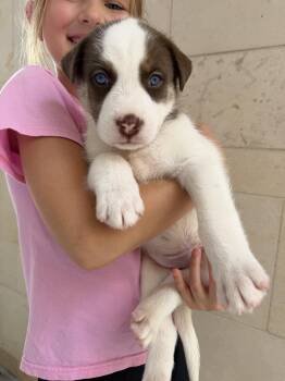 Australian Shepherd Dogs Available for Adoption in The Woodlands, Texas - Jesse | PetCurious