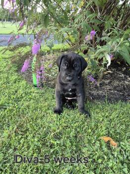 Diva Denise -  Great Dane Dog for Sale in Goldsboro, Pennsylvania - Diva Denise | PetCurious