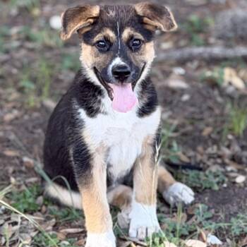 Sherry -  German Shepherd Dog and Husky Dog for Adoption in Boerne, Texas - Sherry | PetCurious