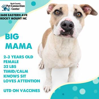 BIG MAMA  Available NOW - ADOPTION or RESCUE! -  Mixed Breed Dog for Adoption in Nashville, North Carolina - BIG MAMA  Available NOW - ADOPTION Or RESCUE! | PetCurious