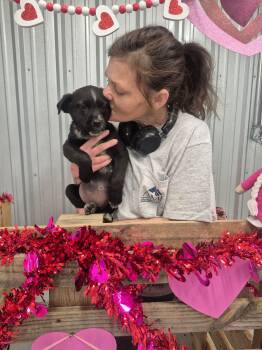 Labrador Retriever and Retriever Dogs Available for Adoption - Maine | PetCurious