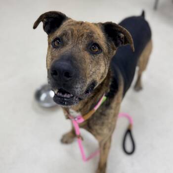 Shepherd and Mixed Breed Dogs Available for Adoption in Eatontown, New Jersey - Gummy | PetCurious
