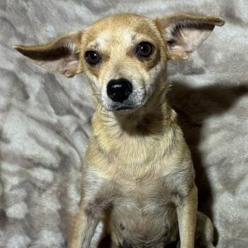 Zoe -  Chihuahua Dog for Adoption in Pelham, New Hampshire - Zoe | PetCurious