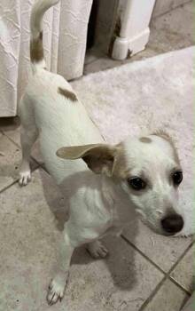Rescue Chihuahua Dogs for Adoption in Tucson, Arizona - Jackabee | PetCurious