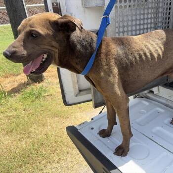 Darrel -  Shar Pei and Mixed Breed Dog for Adoption in Edinburg, Texas - Darrel | PetCurious