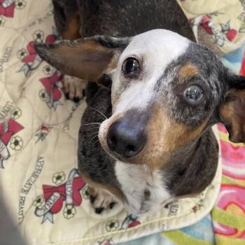 Dachshund Dogs Available for Adoption in Tulsa, Oklahoma - Michael | PetCurious