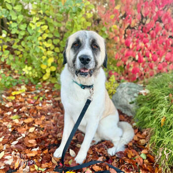 Rescue Anatolian Shepherd and Great Pyrenees Dogs for Adoption in Spokane, Washington - Rolly | PetCurious
