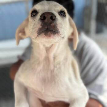 Aster -  Labrador Retriever and Husky Dog for Adoption in San Pablo, California - Aster | PetCurious