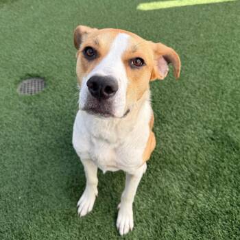 Beagle and Hound Dogs Available for Adoption in Burlingame, California - Bailey | PetCurious