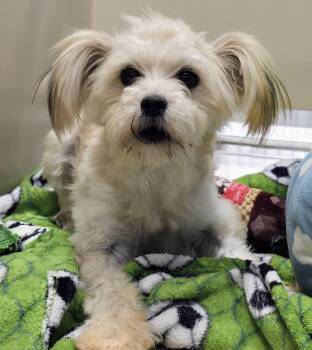26-413 -  Maltese and Yorkshire Terrier Dog for Adoption in Lindenhurst, New York - 26-413 | PetCurious