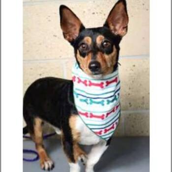 Charlie -  Chihuahua and Dachshund Dog for Adoption - Charlie | PetCurious