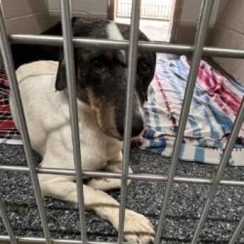 Ross -  Mixed Breed Dog for Adoption in Buchanan Dam, Texas - Ross | PetCurious