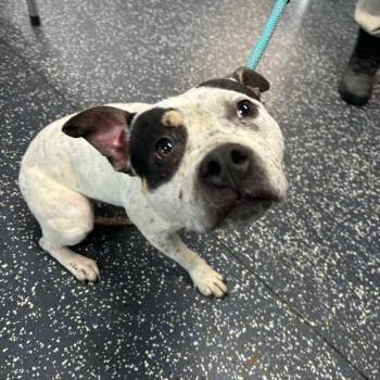 Rescue Mixed Breed Dogs for Adoption in Bentonville, Arkansas - Suzy | PetCurious