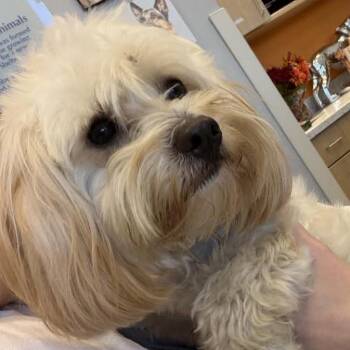 Lady -  Shih Tzu and Mixed Breed Dog for Adoption in Marshall, Texas - Lady | PetCurious