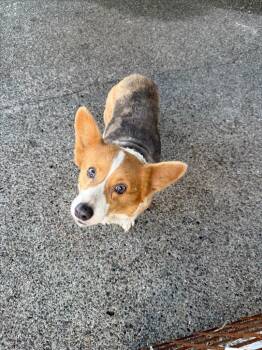 Corgi Dogs Available for Adoption - Luna | PetCurious