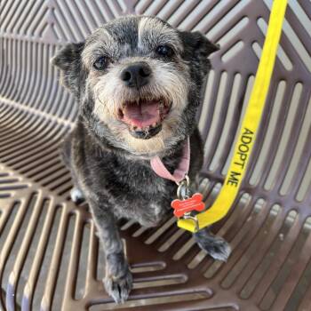 Terrier and Mixed Breed Dogs Available for Adoption in Las Vegas, Nevada - Dixie 53873 | PetCurious