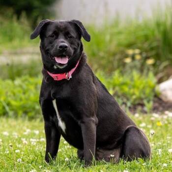 Ella Mae -  Labrador Retriever and Mixed Breed Dog for Adoption in Council Bluffs, Iowa - Ella Mae | PetCurious