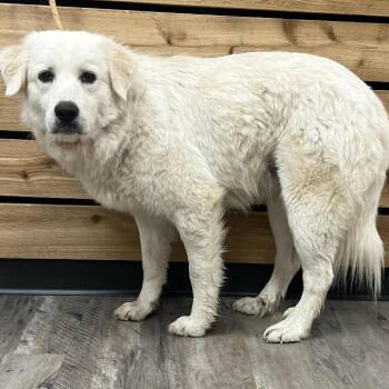 Great Pyrenees Dogs Available for Adoption in Wadena, Minnesota - Honey II | PetCurious