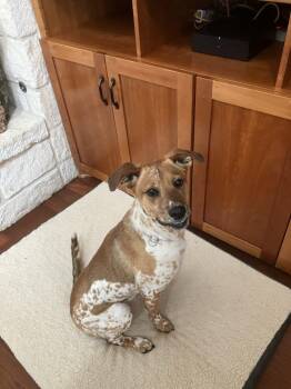 Rescue Pointer Dogs for Adoption in Temple, Texas - Otis | PetCurious