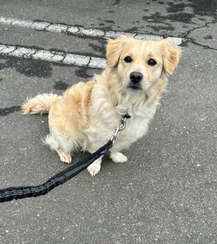 Spaniel Dogs Available for Adoption - Happy | PetCurious