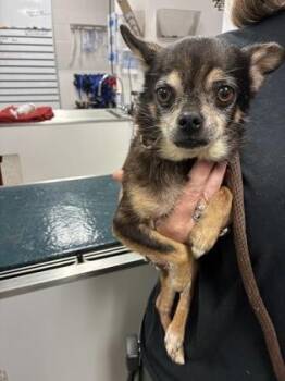 Wishes -  Chihuahua and Mixed Breed Dog for Adoption in Gastonia, North Carolina - Wishes | PetCurious