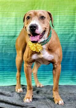 JACK -  Pit Bull Terrier Dog for Adoption in Thousand Palms, California - JACK | PetCurious