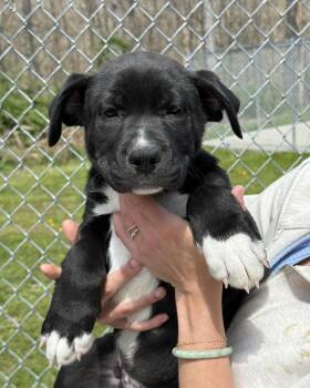 Black Labrador Retriever Dogs Available for Adoption - Hank | PetCurious