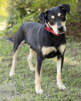 Hound and Husky Dogs Available for Adoption in Calera, Alabama - Levi | PetCurious