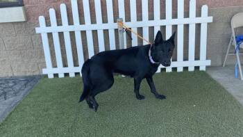 German Shepherd Dog Dogs Available for Adoption - NOVA | PetCurious