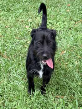 Bellinger -  Scottish Terrier Dog for Adoption in Baker, Louisiana - Bellinger | PetCurious