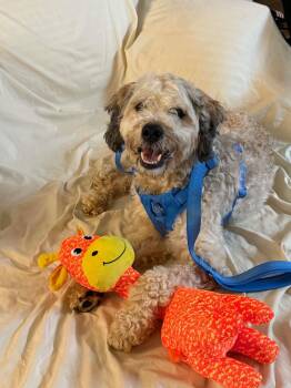 Blue -  Cockapoo Dog for Adoption in Marietta, Georgia - Blue | PetCurious