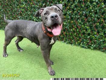 COLLEEN -  Mixed Breed Dog for Adoption in West Palm Beach, Florida - COLLEEN | PetCurious