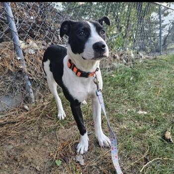 Rescue Australian Cattle Dog Blue Heeler and Pit Bull Terrier Dogs for Adoption in Colorado Springs, Colorado - Cashmere | PetCurious