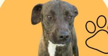 Labrador Retriever and Terrier Dogs Available for Adoption in Palm Valley, Texas - Lucielle "Lucy" Lu | PetCurious