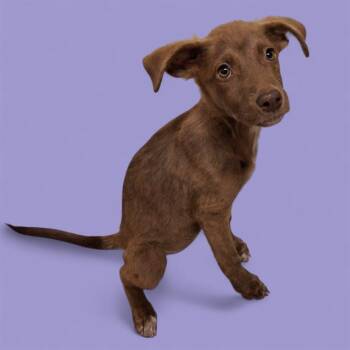 Rescue Shepherd Dogs for Adoption in Thousand Oaks, California - Appletini -- URGENT! | PetCurious