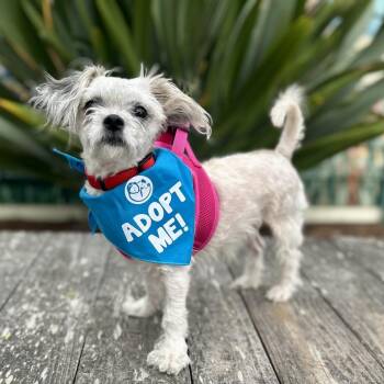 Chelsea -  Maltese Dog for Adoption in Pacific Grove, California - Chelsea | PetCurious