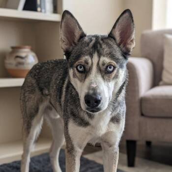 Husky Dogs Available for Adoption in Jefferson City, Tennessee - Timber | PetCurious