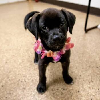 Labrador Retriever and Beagle Dogs Available for Adoption in Valparaiso, Indiana - Bimini | PetCurious